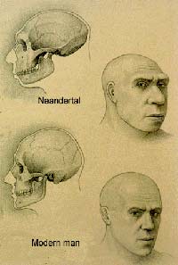 В облике неандертальцев имелись черты, которые мы и сегодня по привычке относим к примитивным